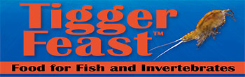 banner tigger feast
